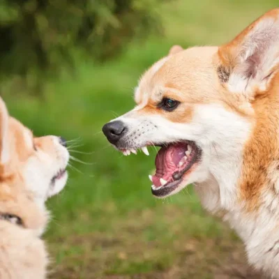 Phoenix Dog Training