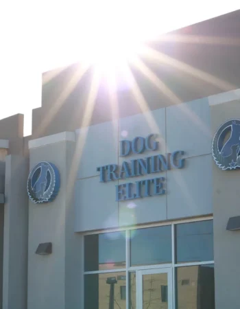 Dog Training Elite Phoenix
