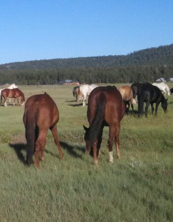 High Mountain Trail Rides