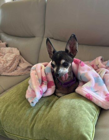 Rusty’s Angels Sanctuary