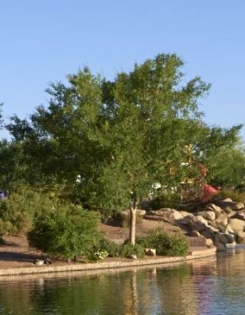 Anthem Community Center