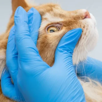 Lovet Pet Health Care – Anthem